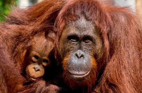 Ilustrasi Orangutan. Foto: Kemenparekraf