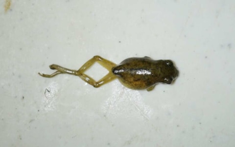 Spesimen Smilisca baudinii yang telah mati, menjadi makanan favorite bagi Triprion petasatus. Foto: Herpetological Review