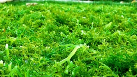 5 Cara Mudah Mengolah Rumput Laut Yang Renyah Dan Bebas Bau Amis