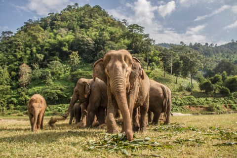 Gajah-gajah Foto: Shutter Stock