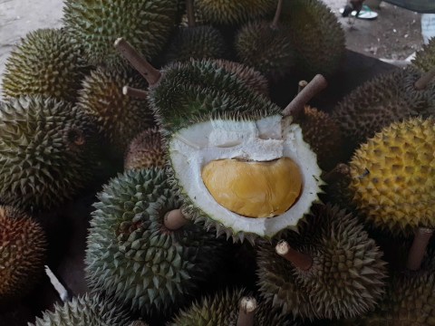 Durian Si Kapas di Kelekak milik Wirwanto memiliki rasa yang sangat manis dan tekstur lengket serta berukuran sekepalan tangan. Foto: Dok. Dzulfikri Putra Malawi