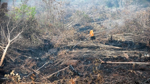Ilustrasi lahan gambut. Foto: AFP/Bay Ismoyo