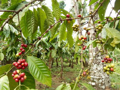 Ilustrasi kebun kopi Foto: Rina Nurjanah/kumparan