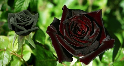 Indahnya Bunga Mawar Hitam Di Turki Ini Gotik Abis Kumparan Com