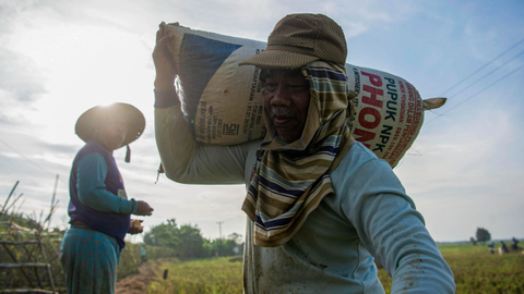 Petani mengangkut karung berisi gabah hasil panen di Desa Kertawaluya, Kabupaten Karawang, Jawa Barat, Selasa (18/5/2021). Foto: ANTARA FOTO/Sigid Kurniawan