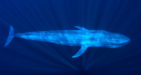 Paus Biru. Foto: SHANEGROSS/ISTOCKPHOTO