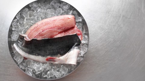 Ilustrasi ikan lele. Foto: Shutterstock