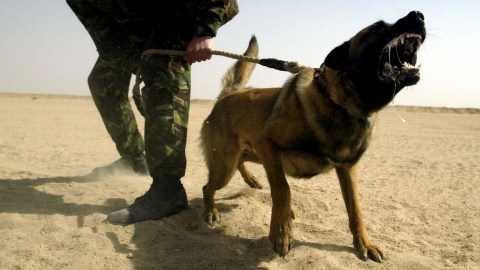 Ilustrasi anjing pemburu. Foto: Gettyimages