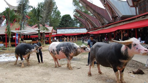 Ilustrasi Kerbau Toraja. Foto: xavier pou gonzalez/shutterstock
