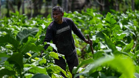 Seorang petani memeriksa daun tembakau di perkebunan tembakau di Kuta Cot Glie, provinsi Aceh, Indonesia pada 6 Januari 2022. Foto: CHAIDEER MAHYUDDIN / AFP