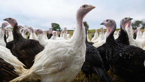 Peternakan kalkun di Yorkshire, Inggris yang hampir berusia satu abad. Foto: AFP/Oli Scarff
