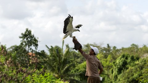 Pelatih hewan menyentuh dengan burung elang laut. Foto: ANTARA FOTO/Ismar Patrizki