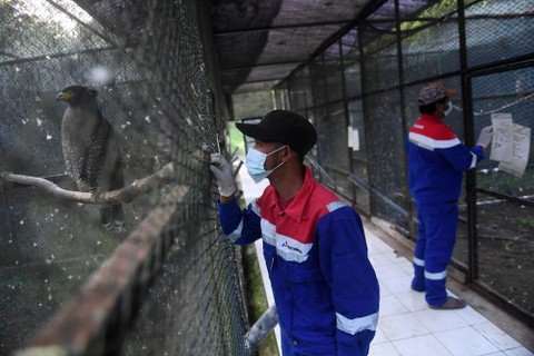 Petugas jaga memantau kondisi elang di Kandang Observasi Pusat Konservasi Elang Kamojang di dataran tinggi Kamojang, Garut, Jawa Barat. Foto: ANTARA FOTO/Indrianto Eko Suwarso