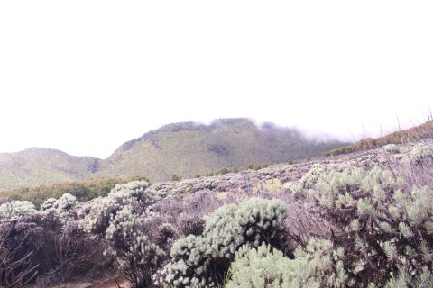 Hamparan bunga edelweis yang sedang bermekaran di Gunung Papandayan Foto: Shutter Stock