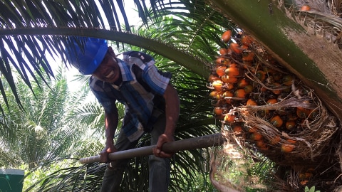 Aktivitas Petani Plasma Kelapa Sawit Asian Agri di Provinsi Riau, Jumat (22/3). Foto: Abdul Latif/kumparan
