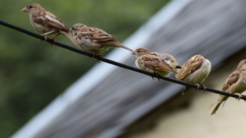 Ilustrasi burung pipit. Foto: pixabay/rbalouria