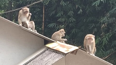 Kawanan Monyet Turun ke Pemukiman Warga di Bandung, Ada Apa?