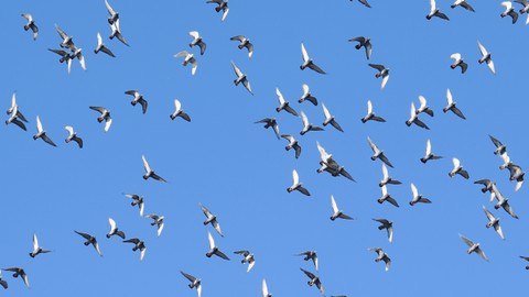 ilustrasi burung terbang. Foto: Hafidz Mubarak A/ANTARA FOTO