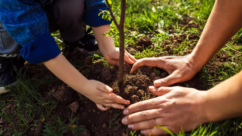 Ilustrasi menanam pohon untuk menjaga lingkungan. Foto: Shutter Stock