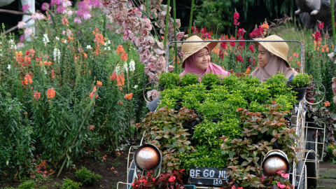 Taman Bunga Begonia di Bandung Foto: Shutter Stock