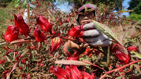Petani memanen bunga Rosela (Hibiscus sabdariffa) di lereng Gunung Wilis, Desa Pagung, Kediri, Jawa Timur Foto: Antara/Prasetya Fauzani