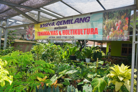 Berburu Tanaman Hias Aglonema Di Lampung Timur Harganya Capai Jutaan Rupiah Kumparan Com