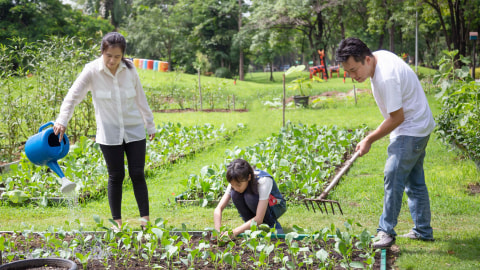 Ilustrasi berkebun. Foto: Shutter Stock