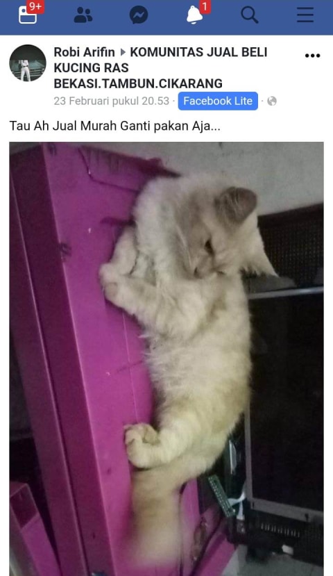Viral Cerita Kucing Persia Hilang Ternyata Dicuri Dan Dijual Di