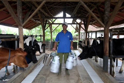Peternakan sapi perah lokal Indonesia Foto: Dok. Frisian Flag Indonesia