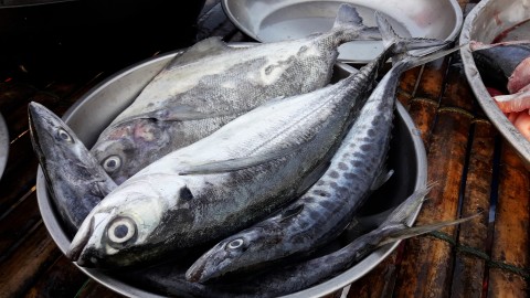 Ilustrasi ikan salem atau Pacific Mackerel. Foto: Shutter Stock