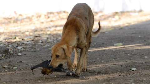 Ilustrasi anjing liar.  Foto: AFP/SAM PANTHAKY