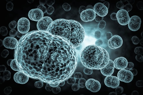 Ilustrasi bakteri penyebab meningitis Foto: Shutter Stock