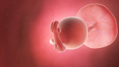 Ilustrasi janin 5 Minggu. Foto: Shutter Stock