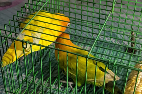 Pria Asal Lamongan Tukar Mobil dengan Sepasang Love Bird di Surabaya (1)