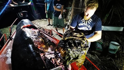 Temuan 40 kilogram plastik di dalam perut si paus. Foto: Darrell Blatchley/D' Bone Collector Museum Inc via Facebook