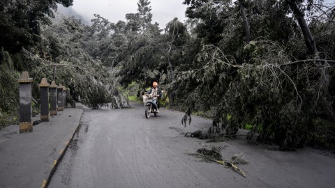 Ilustrasi pohon roboh. Foto: ANTARA FOTO/Umarul Faruq