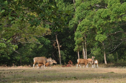Taman Nasional Ujung Kulon. Foto: Shutter Stock