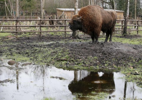 Foto: Melihat Taman Konservasi Bison Liar Eropa di Inggris (3)