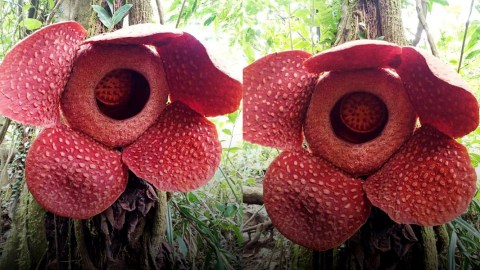 Rafflesia Arnoldi Tumbuh Dan Mekar Di Batang Pohon Di Agam Sumbar Kumparan Com