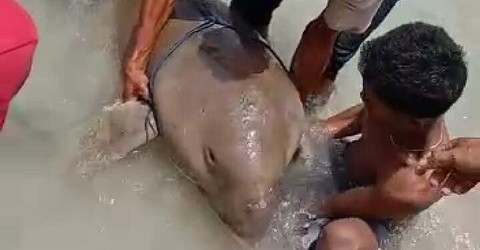 Seekor Dugong Terjaring Pukat Nelayan di Lembata