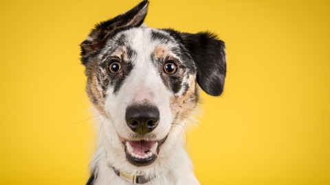 Anjing bisa mencium kehamilan. Foto: Shutterstock