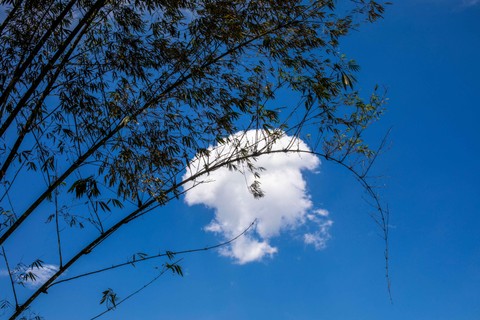 Ilustrasi pohon bambu. Foto: Shutter Stock