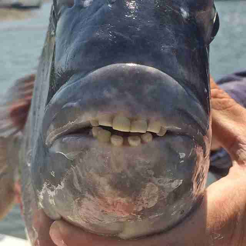 Ikan Terdampar Ini Punya Gigi Mirip Manusia, tapi Lebih Bersih (2)