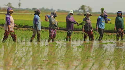 Buruh tani menanam padi di kawasan sawah Desa Tegalsembadra, Balongan, Indramayu, Jawa Barat, Selasa (4/1/2022). Foto: Dedhez Anggara/ANTARA FOTO