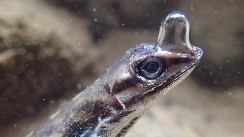 Kadal Anole Foto: Lindsey Swierk