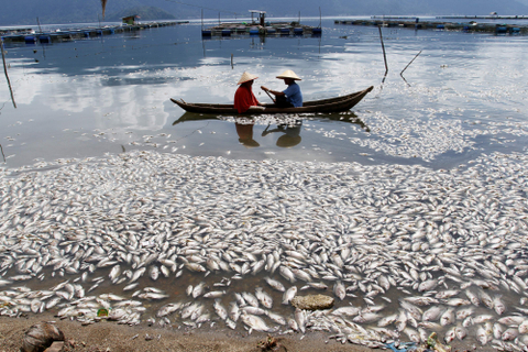 200 Ton Ikan Nila dan Mas di Agam, Sumbar, Mendadak Mati Akibat Cuaca Ekstrem