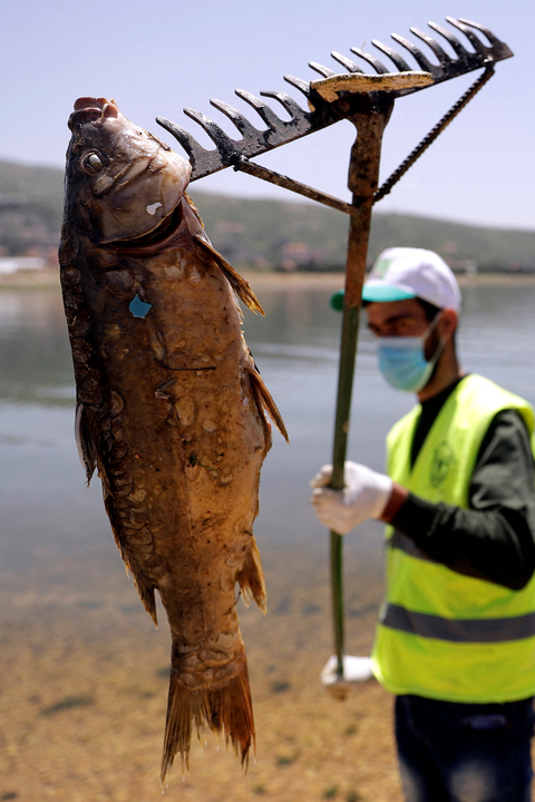Foto: Berton-ton Ikan Mati di Danau Lebanon yang Tercemar