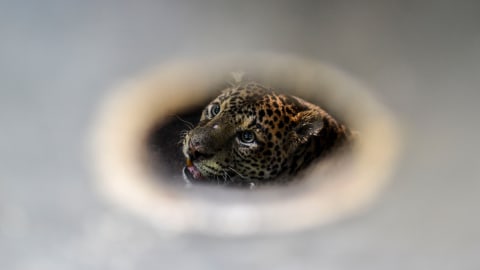 Seekor macan tutul (panthera pardus) berada di dalam kandang sebelum dilepasliarkan oleh Balai Besar Konservasi Sumber Daya Alam (BBKSDA) Jabar di kawasan Suaka Margasatwa Gunung Sawal, Cihaurbeuti, Ciamis, Jawa Barat, Selasa (25/8).  Foto: Adeng Bustomi/ANATARA FOTO