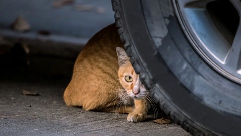 Ilustrasi kucing jalanan. Foto: Shutter Stock