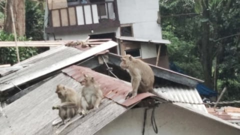 Kawanan Monyet Turun ke Pemukiman Warga di Bandung, Ada Apa? (1)